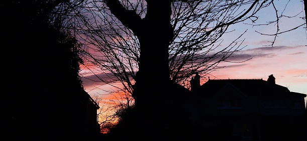 Red and pink and  purple sunset over residential street with trees in silhouette