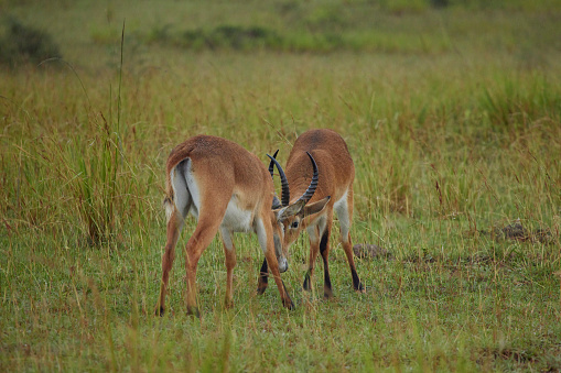 A pair of male kobs/antelope fighting in grass field