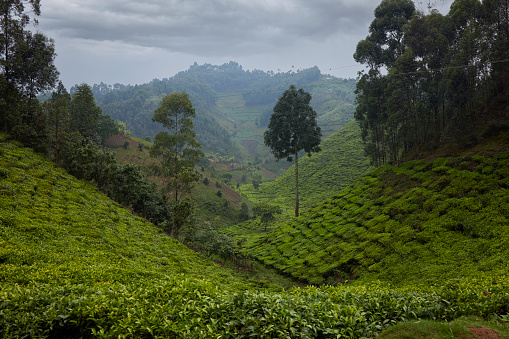 A wide angle view of a tea plantation in Uganda on cloudy rainy day.