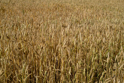 ripe yellow ears of wheat in the field, top view