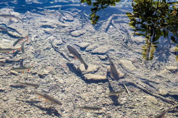 Crystal Clear Water Of Lake. Underwater Lake Bottom. Underwater Trees And Branches. Water Fish. Beautiful Nature. Plitvice Lakes National Park.