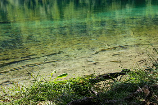 Crystal Clear Water Of Lake. Underwater Lake Bottom. Underwater Trees And Branches. Water Fish. Beautiful Nature. Plitvice Lakes National Park.