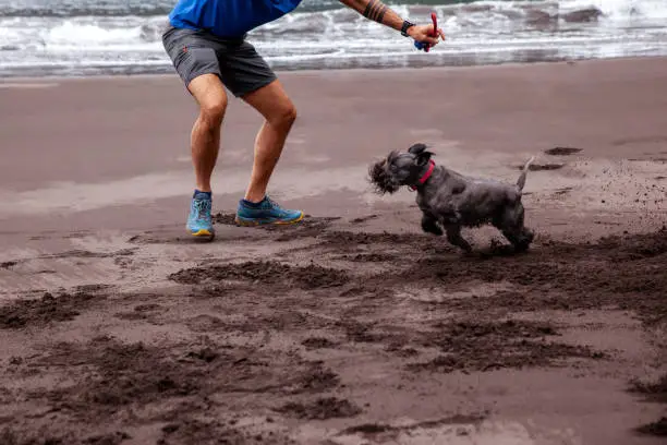 Man playing with his dog in the black sand beach of Seixal in Madeira Island north coast