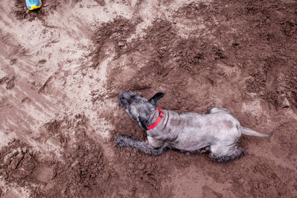 Man playing with his dog in the black sand beach of Seixal in Madeira Island north coast