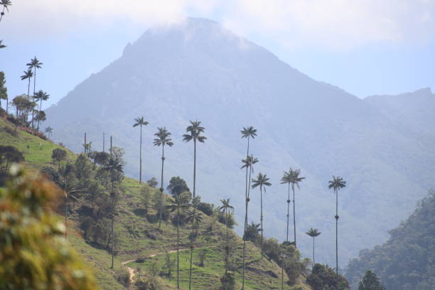 istock Palma de cera in the Cocora valley 1977975206
