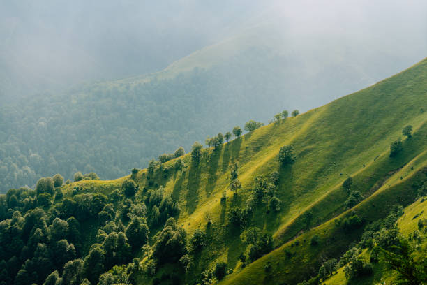 Green mountain hillsides with trees and deep valley in region Tusheti.