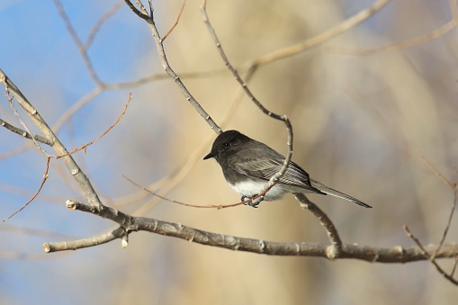 Black Phoebe (sayornis nigricans) perched in a leafless tree