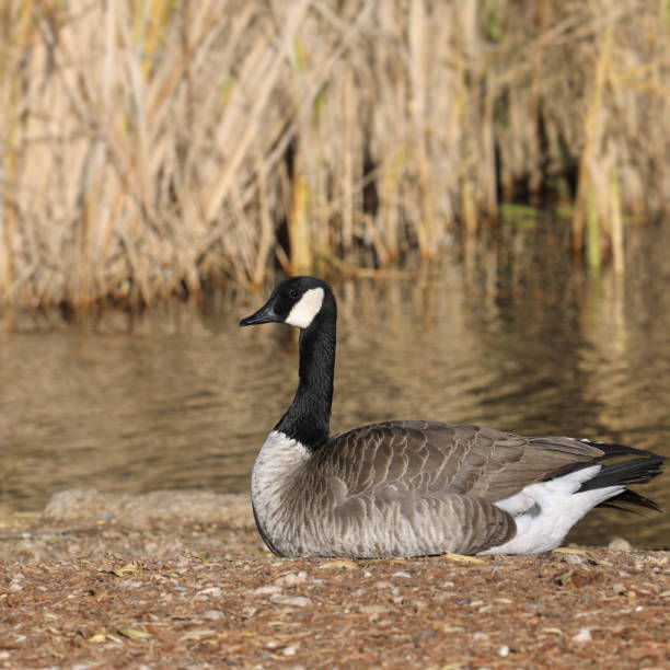 istock Cackling Goose (branta hutchinsii) sitting beside a pond 1977985234