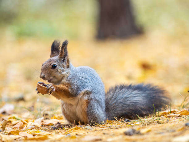 istock Autumn squirrel with nut sits on green grass with fallen yellow leaves 1977990996