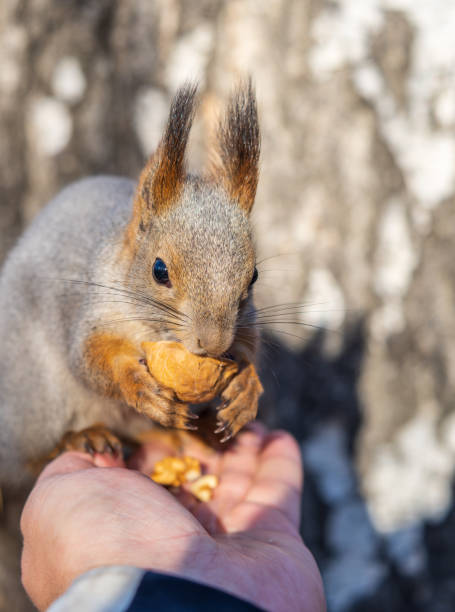 istock A squirrel in the autumn eats nuts from a human hand. Eurasian red squirrel, Sciurus vulgaris 1978004810