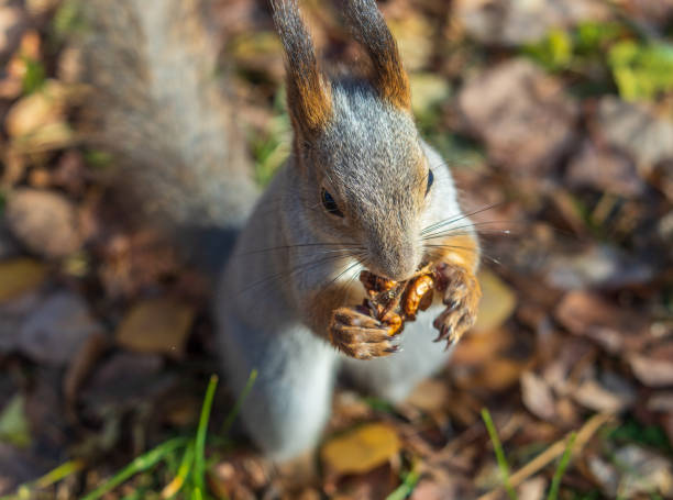 Eurasian red squirrel (Sciurus vulgaris) sitting on an oak tree, eating a hazelnut.
