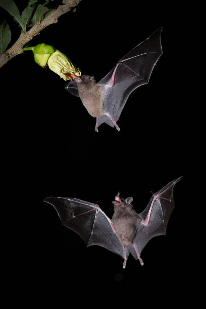 istock Two bats flying in de dark, looking for food 1978005882