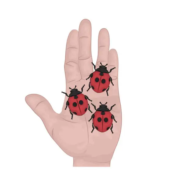 Vector illustration of ladybug