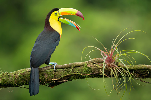 Keel-billed Toucan, Ramphastos sulfuratus, sitting on the branch with beak wide open in Boca Tapada, Costa Rica. Nature travel in central America