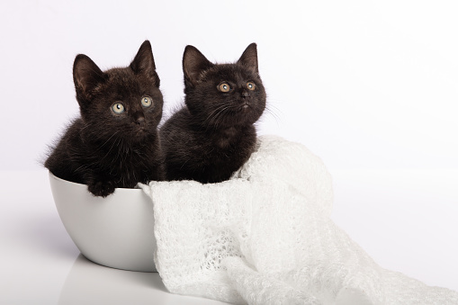 Two cute black young cats sitting in a white bowl on a white background looking up