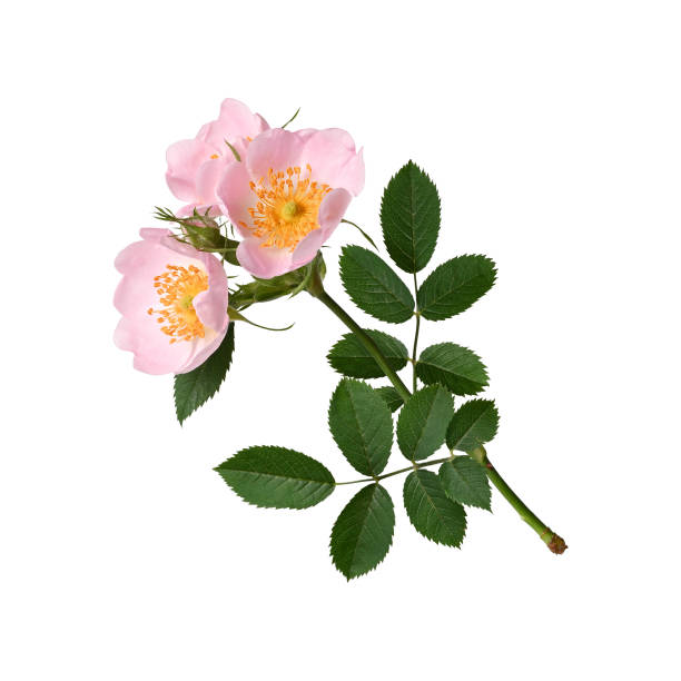 istock Branch with rosehip flowers. 1978017066