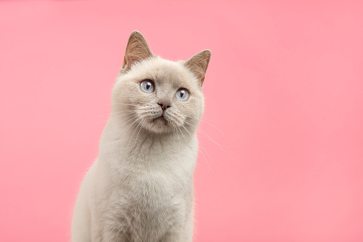 Portrait of a pretty british shorthaired cat looking a little up on a pink background