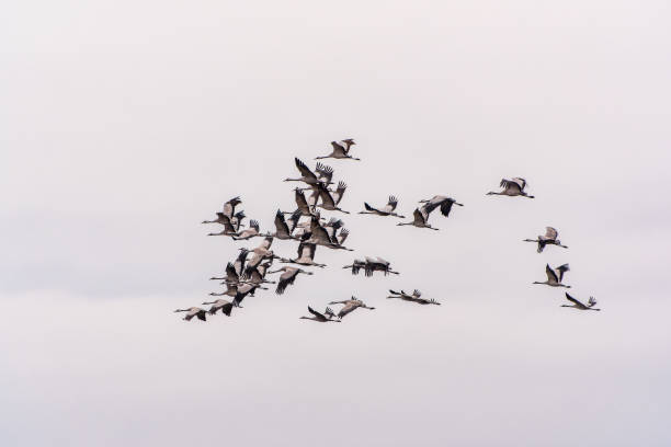 istock Flying cranes flock against blue sky 1978022290