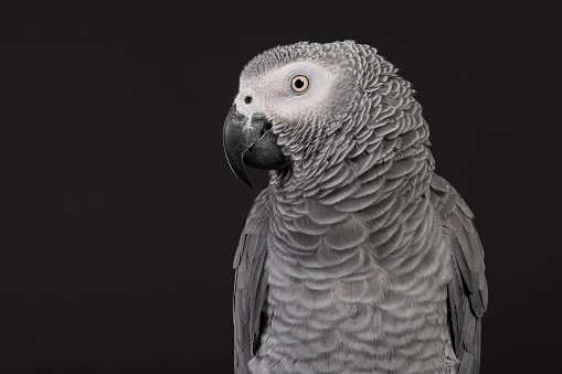 African Gray parrot perched on a branch.