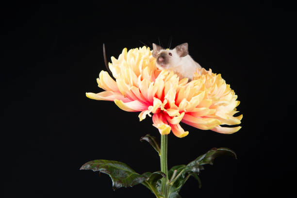 Autumn crafts. Children fall crafts and creativity, Hedgehog made from modeling clay, Copy space. Ideas for children art