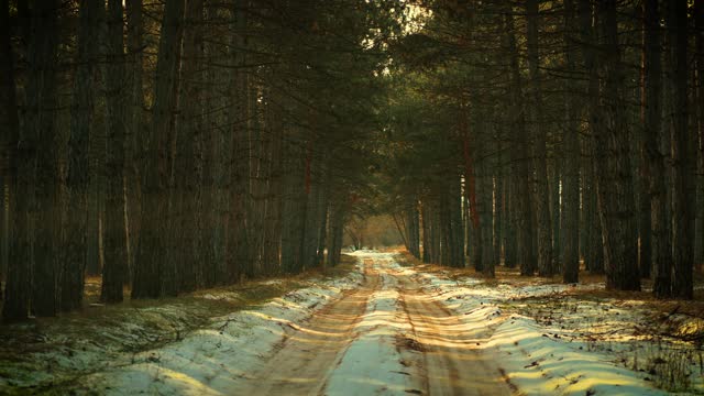 Serene dirty road Filled With Towering forest Trees through windshield car window during traveling, movement across pine woodland covered with snow