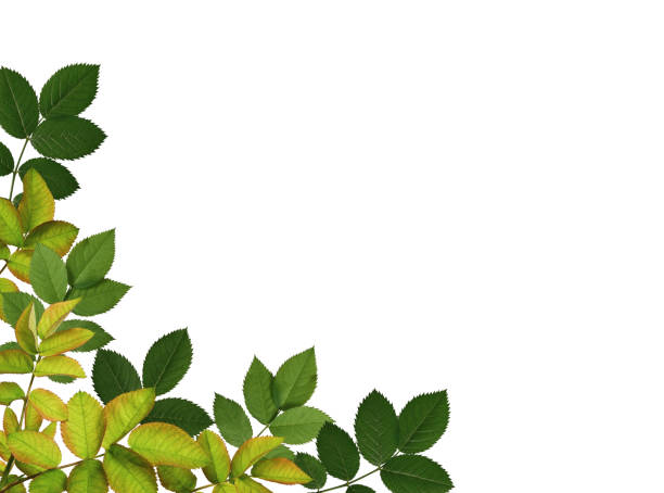 Overlay background. Design element for collage or seasonal design, postcards, invitations.