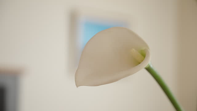 Elegant Calla Lily Close Up with Soft Background