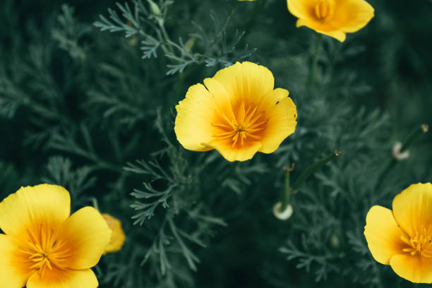 Bright yellow poppy flowers standing out in lush green foliage.