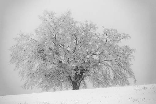 Lone frozen tree black and white. Individualism concept, beauty in nature.