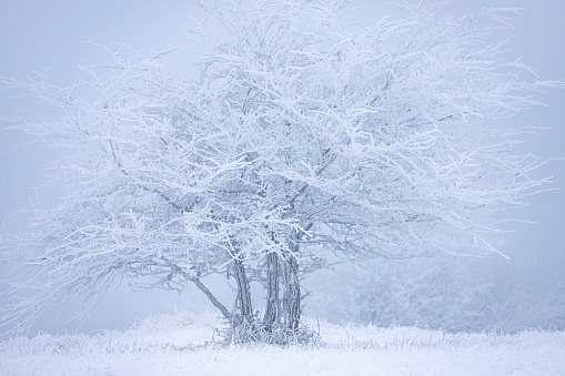 A tree decorated with ice that froze the branches.