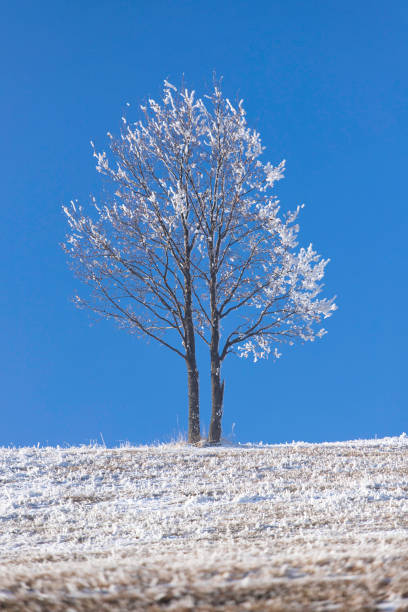 A beautiful young oak tree under blue sky with frosty white branches.