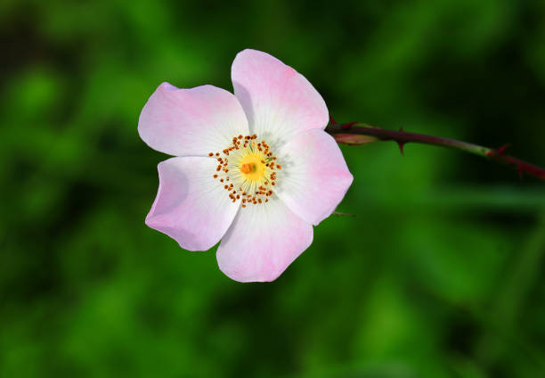 Flower of a dune rose, one of several wild rose species that grow naturally along the Danish coastline. The photo was taken in Asnæs, a popular destination about 1½ hours from Copenhagen.