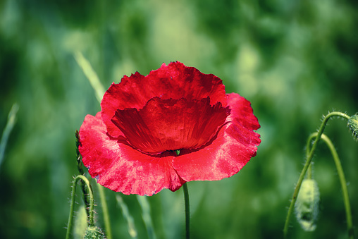 Red poppy flower blooming in the green grass field, floral natural spring seasonal background, can be used as image for remembrance and reconciliation day