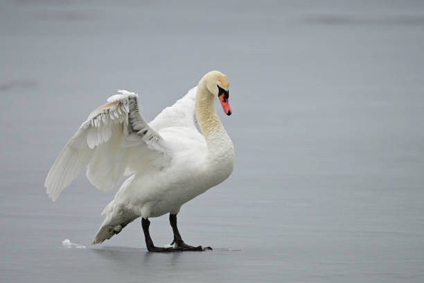Mute Swan on lake with spread wings