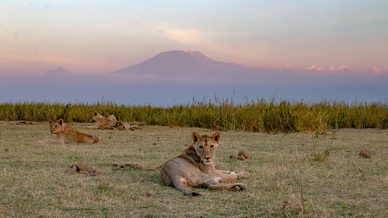 Pride resting on serene evening in front of Kilimajaro