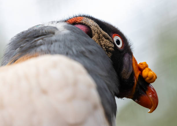 Regal King Vulture, Sarcoramphus papa, soaring high above the Central and South American rainforests, with its majestic appearance and vibrant colors.