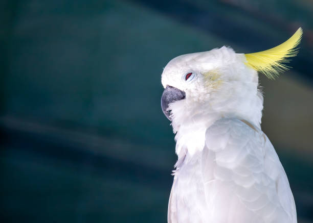 istock Sulphur-crested Cockatoo (Cacatua galerita) in Australia 1978153637