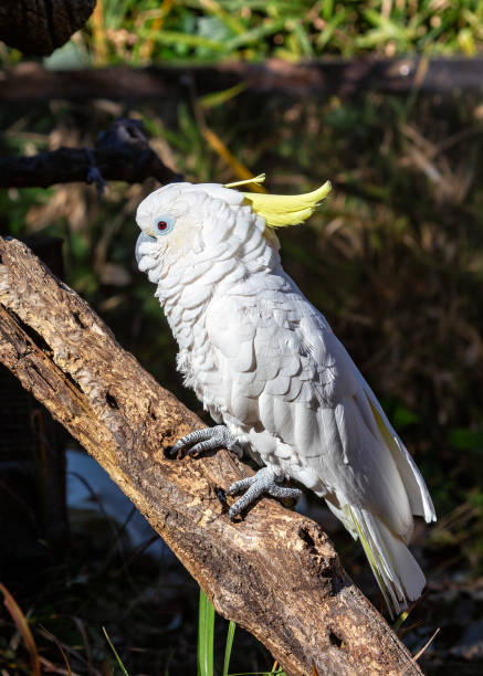 istock Triton Sulphur-crested Cockatoo (Cacatua galerita triton) in Australia 1978155174