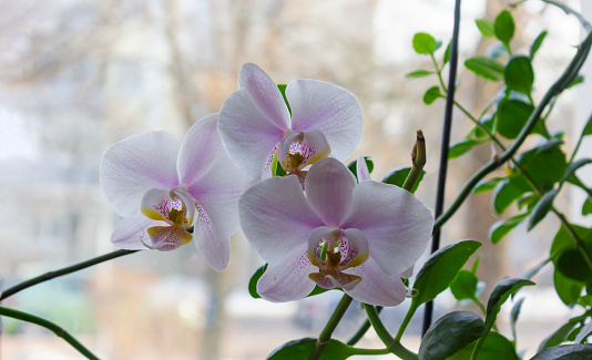 Butterfly orchids, Phalaenopsis, are particularly beautiful indoor flowers that bloom for a long time and come in many colors.