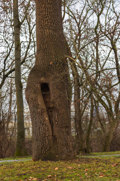istock A strong trunk of a large tree in which there is a large crack. 1978180737
