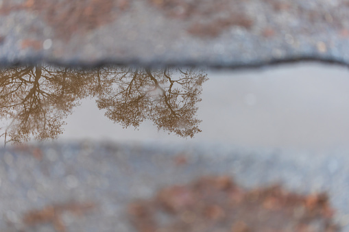 The crack in the road is full of rainwater in which there is a reflection of a tree.
