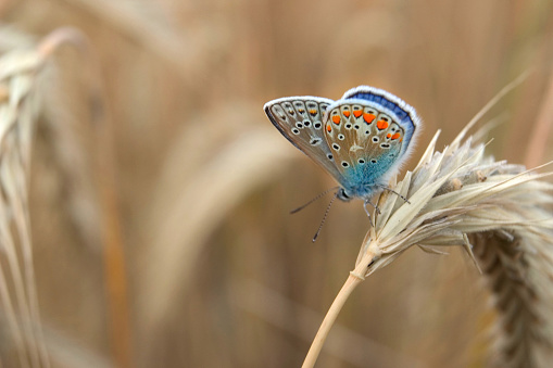 common blue butterfly or European common blue (Polyommatus icarus)