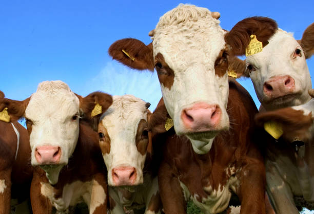 istock curious cows are interested in the photographer 1978189726