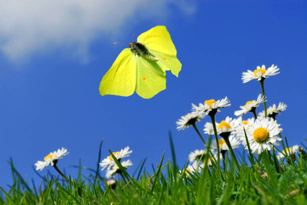 beautiful butterfly on zinnia flower nature environment