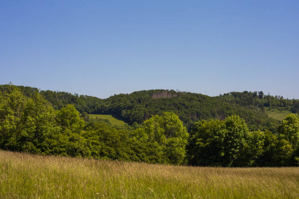 istock A meadow with tall green grass. In the background there is a forest and a blue sky. 1978192926