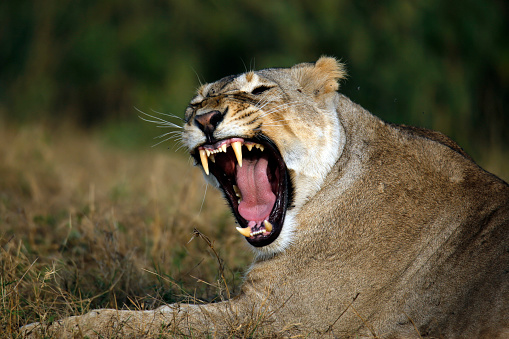 Lioness with cub in the Kruger National Park South Africa