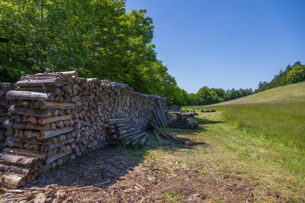 istock Cut trees for logs are stacked and prepared for heating. 1978197089
