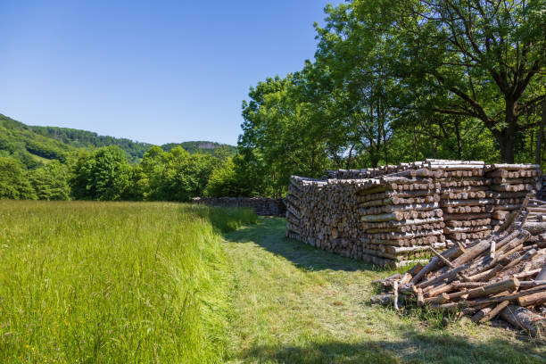 Cut trees for logs are stacked and prepared for heating.