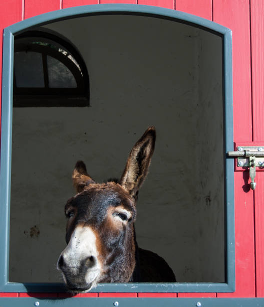 istock Brown smiling donkey looking out of the stable window. 1978219037