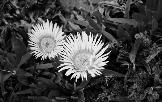 Sea fig or ice plant flowers blooming on the beach in the Algarve region of Portugal. Aged photo. Black and white.